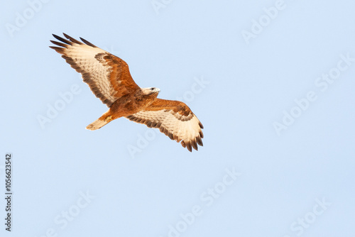Steppebuizerd, Steppe Buzzard, Buteo buteo vulpinus photo