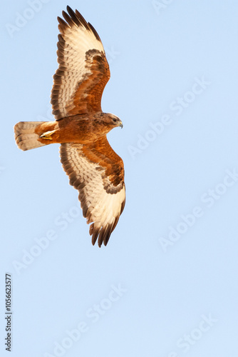 Steppebuizerd, Steppe Buzzard, Buteo buteo vulpinus