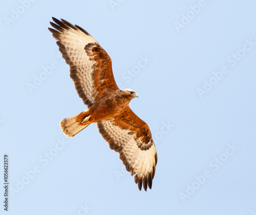 Steppebuizerd, Steppe Buzzard, Buteo buteo vulpinus photo