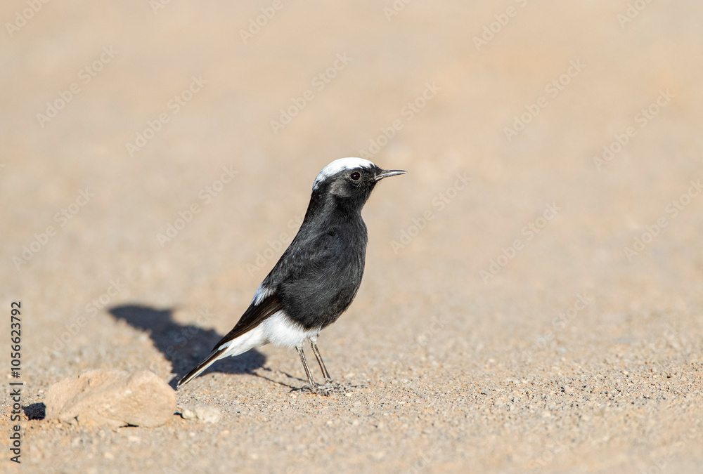 White-crowned Wheatear, Oenanthe leucopyga aegra