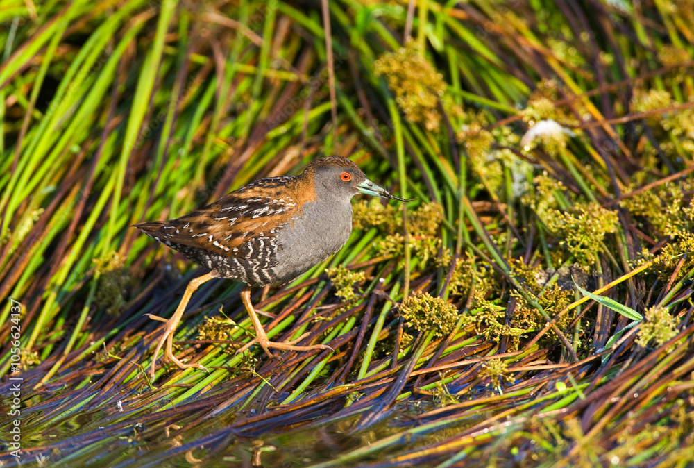 Kleinst Waterhoen; Baillon's Crake; Porzana pusilla Kleinst Waterhoen; Baillon's Crake; Porzana pusilla