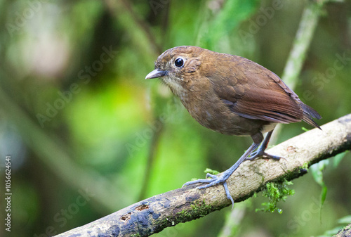 Caldasmierpitta, Brown-banded Antpitta, Grallaria milleri photo