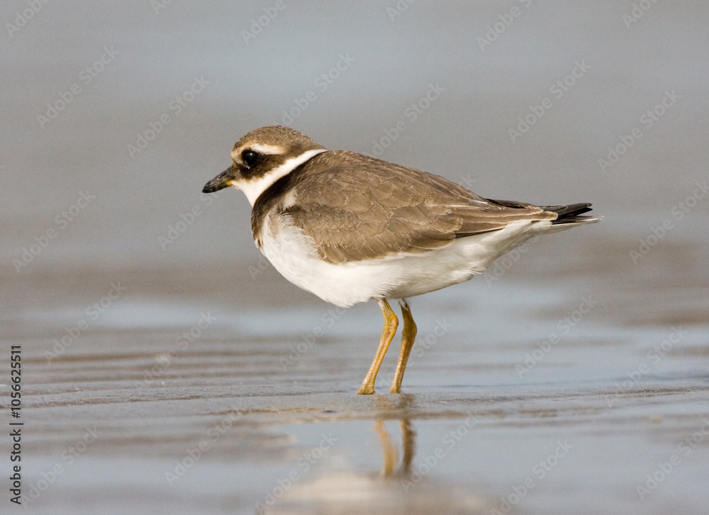 Bontbekplevier, Common Ringed Plover, Charadrius hiaticula