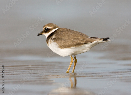 Obraz na płótnie Bontbekplevier, Common Ringed Plover, Charadrius hiaticula w salonie