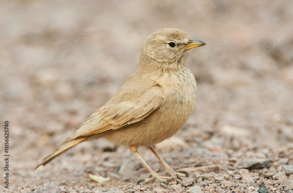 Woestijnleeuwerik, Desert Lark, Ammomanes deserti