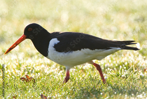 Scholekster, Eurasian Oystercatcher, Himantopus ostralegus photo