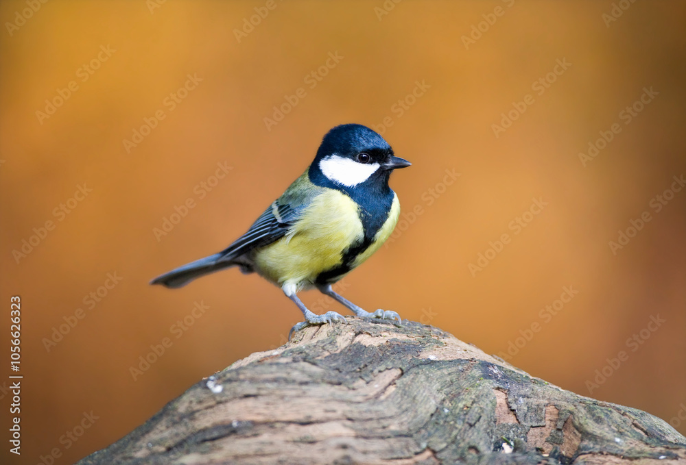 Koomees, Great Tit, Parus major Koomees, Great Tit, Parus major