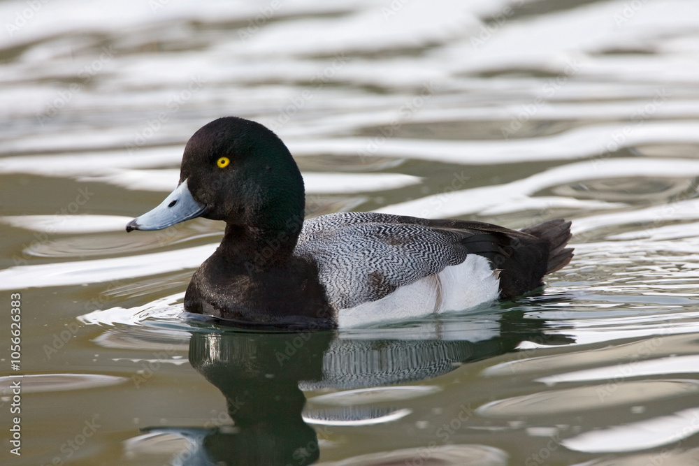 Fototapeta premium Topper, Greater scaup, Aythya marila