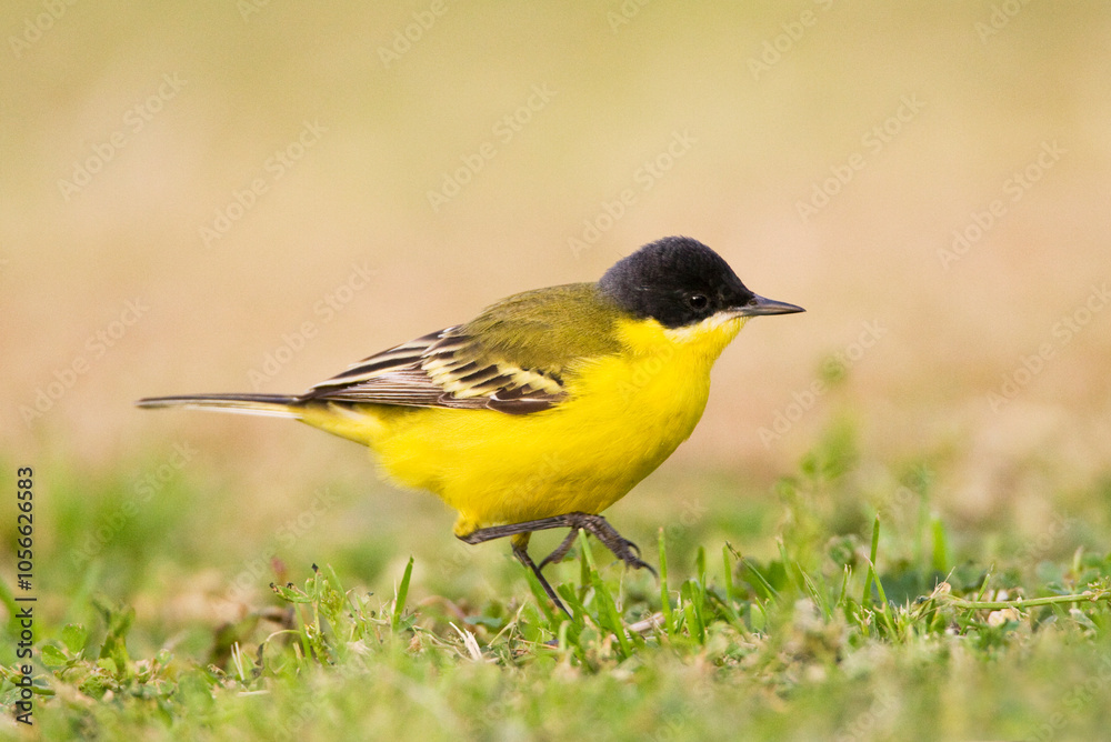 Obraz premium Noordse Gele Kwikstaart; Grey-headed Wagtail; Motacilla thunbergi