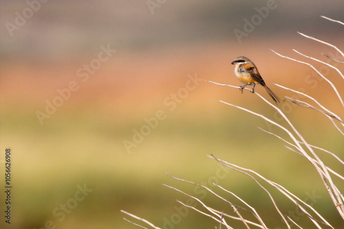 Langstaartklauwier, Long-tailed Shrike, Lanius schach photo