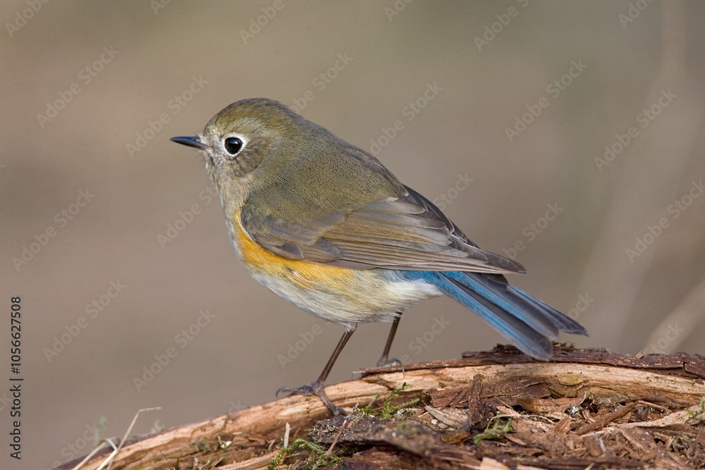 Fototapeta premium Red-flanked Bluetail, Blauwstaart, Luscinia cyanura
