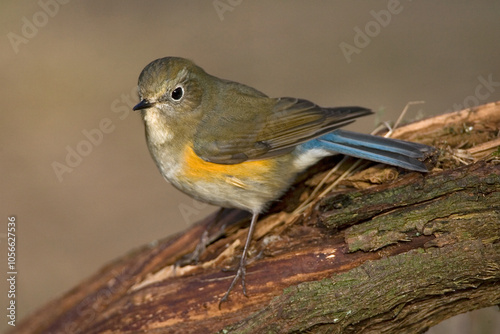 Red-flanked Bluetail, Blauwstaart, Luscinia cyanura