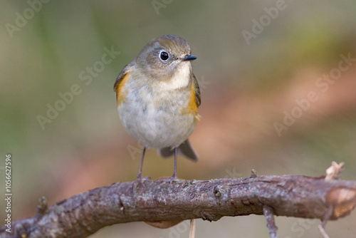 Red-flanked Bluetail, Blauwstaart, Luscinia cyanura photo