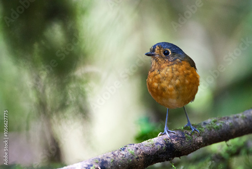 Grijskapdwergmierpitta, Slate-crowned Antpitta, Grallaricula nana photo