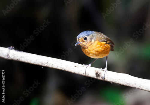 Grijskapdwergmierpitta, Slate-crowned Antpitta, Grallaricula nana photo