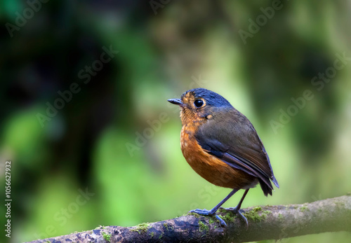 Grijskapdwergmierpitta, Slate-crowned Antpitta, Grallaricula nana photo