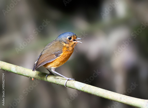 Grijskapdwergmierpitta, Slate-crowned Antpitta, Grallaricula nana photo