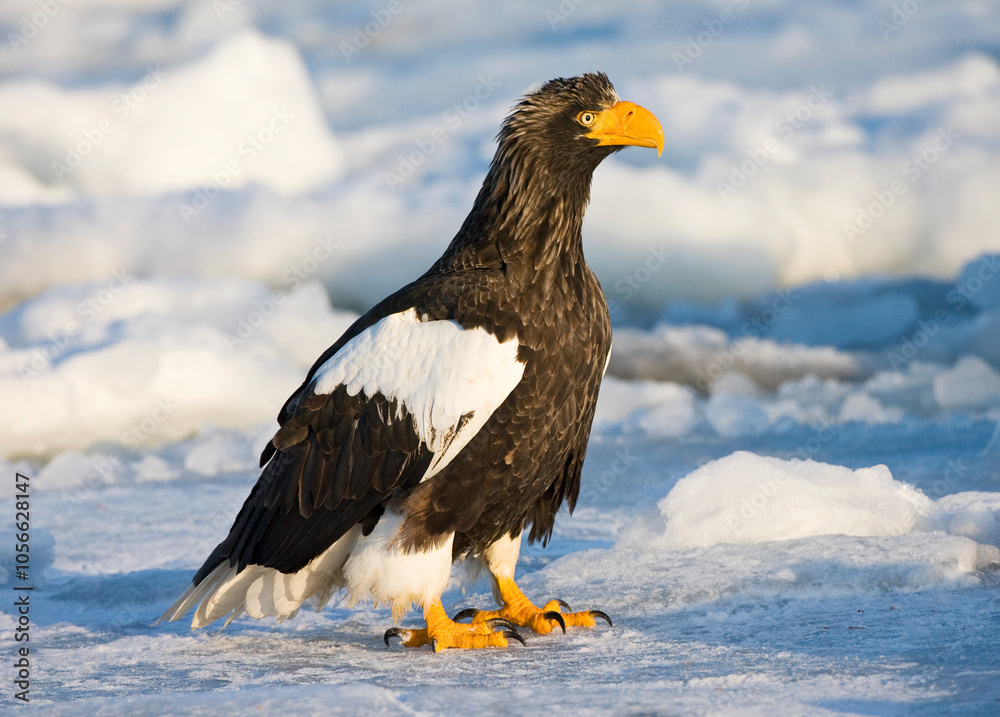 Steller-zeearend, Stellers Sea-eagle, Haliaeetus pelagicus Steller-zeearend, Stellers Sea-eagle, Haliaeetus pelagicus