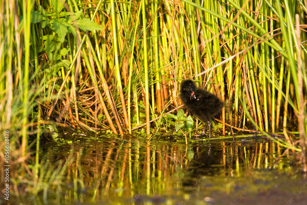 Porseleinhoen, Spotted Crake, Porzana porzana Porseleinhoen, Spotted Crake, Porzana porzana