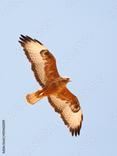 Steppebuizerd, Steppe Buzzard, Buteo buteo vulpinus photo