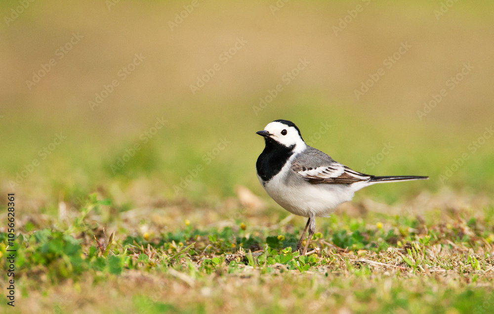Witte kwikstaart, White Wagtail, Motacilla alba Witte kwikstaart, White Wagtail, Motacilla alba