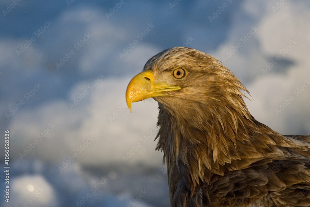 White-tailed Eagle, Zeearend, Haliaeetus albicilla White-tailed Eagle, Zeearend, Haliaeetus albicilla