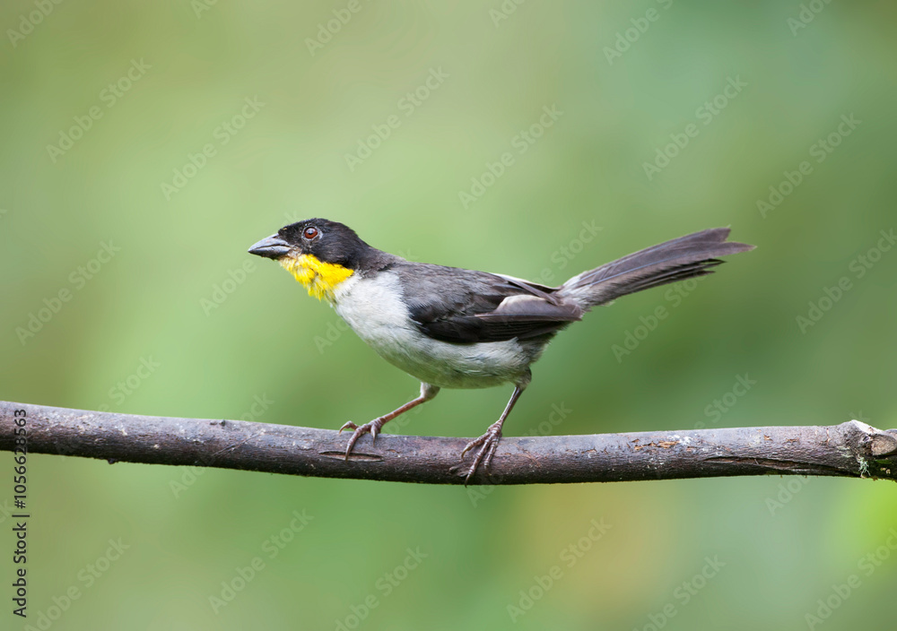 Fototapeta premium Witnekstruikgors, White-naped Brush-Finch, Atlapetes albinucha