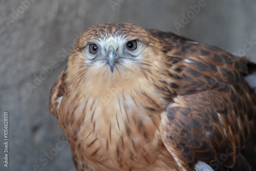 Long-Legged Buzzard (Buteo rufinus) close up detailed shot in natural habitat photo