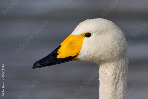 Wilde zwaan, Whooper Swan, Cygnus cygnus photo