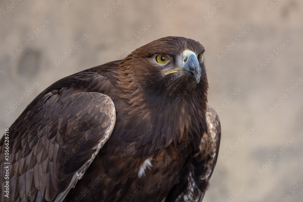 Golden Eagle (Aquila chrysaetos) bird of prey close up detailed shot. Golden Eagle (Aquila chrysaetos) bird of prey close up detailed shot.