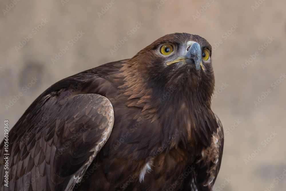 Golden Eagle (Aquila chrysaetos) bird of prey close up detailed shot Golden Eagle (Aquila chrysaetos) bird of prey close up detailed shot