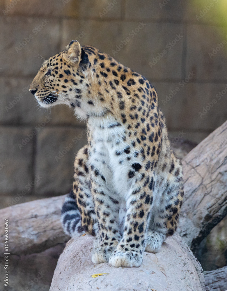 Leopard in captivity at Emirates Park Zoo, United Arab Emirates Leopard in captivity at Emirates Park Zoo, United Arab Emirates