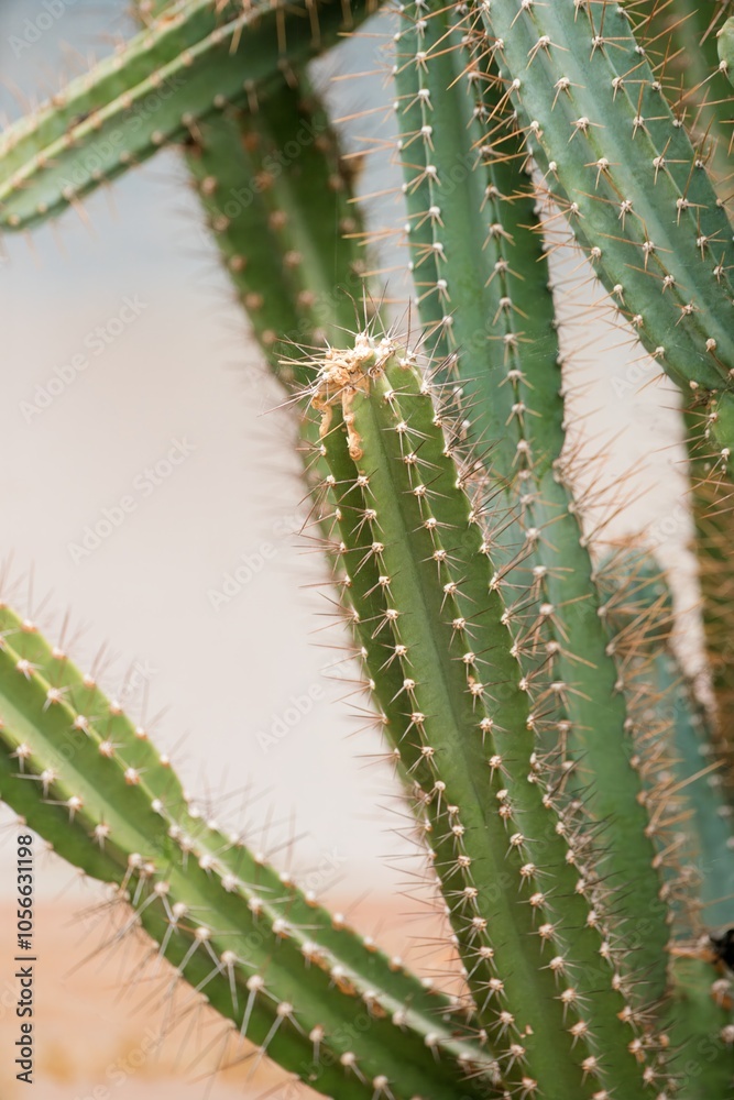 Close-Up of Cactus: Unique Desert Plant Close-Up of Cactus: Unique Desert Plant