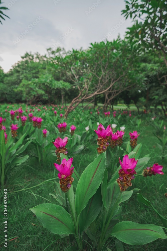 Blooming White Curcuma Flower in Green Field Blooming White Curcuma Flower in Green Field
