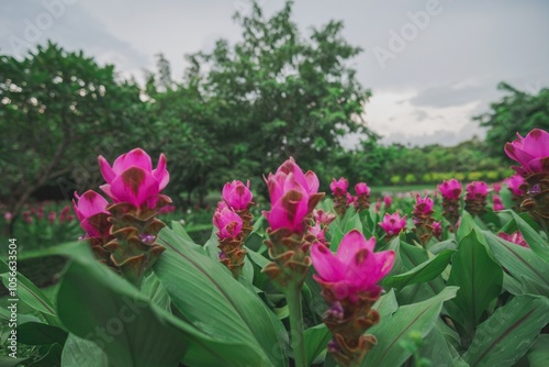 Pink Curcuma Flowers Blooming in a Green Field