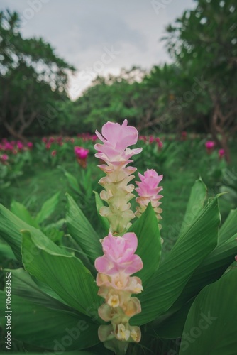 Single Pink Curcuma Flower Among Green Leaves