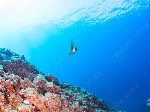 美しく不思議なツバメウオ（ツバメウオ属）のペア他。
英名学名：Longfin Batfish, Platax teira
静岡県伊豆半島賀茂郡南伊豆町中木ヒリゾ浜2024年
 photo