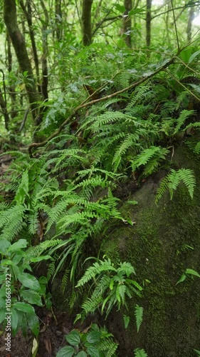 aneo de helechos y musgo creciendo en la superficie de una roca en un bosque tropical húmedo en Costa Rica photo