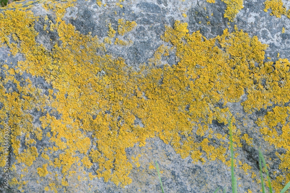 Rock Texture with Yellow Fungus: Natural Surface Detail Rock Texture with Yellow Fungus: Natural Surface Detail