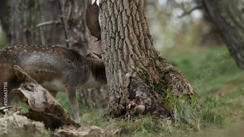 A fallow deer with large antlers peacefully grazing during the rutting season photo