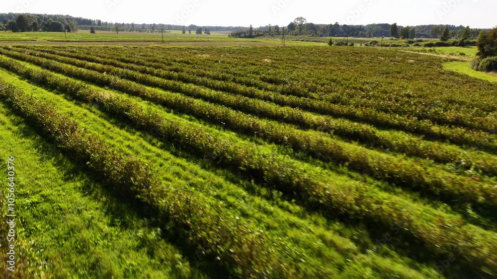 Aronia Bushes Lined Up In Rows; Aerial Reverse Shot Over A Latvian Berry Farm In Europe. Aronia Bushes Lined Up In Rows; Aerial Reverse Shot Over A Latvian Berry Farm In Europe.