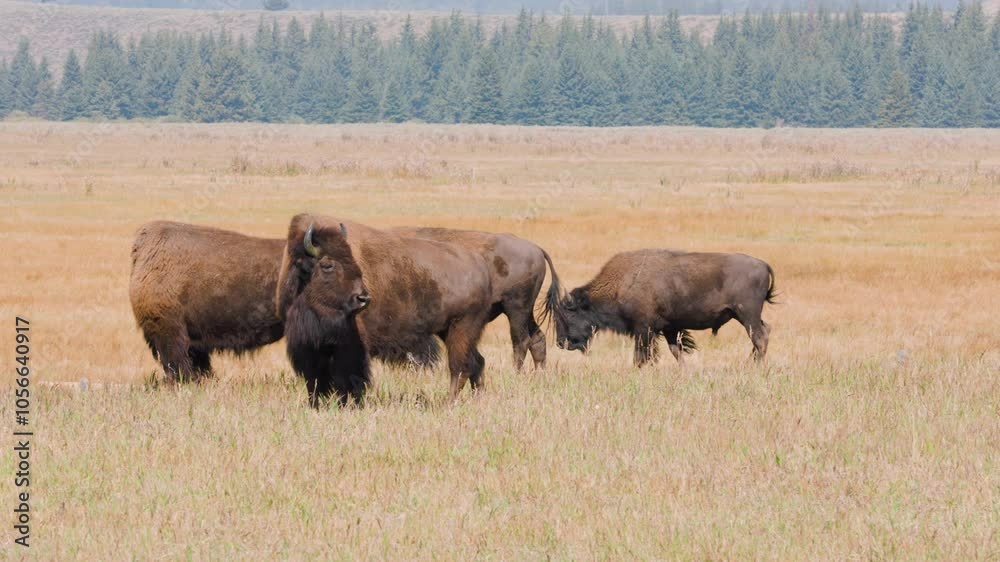 Buffalo on grasslands in western Wyoming. Shot in 4k 60fps. Buffalo on grasslands in western Wyoming. Shot in 4k 60fps.