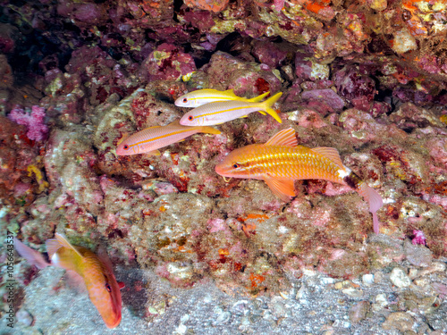 美しいアカヒメジ、ホウライヒメジ（ヒメジ科）他の群れ。
英名、学名：Yellowfin goatfish (Mulloidichthys vanicolensis)
Whitesaddle goatfish, Parupeneus ciliatus
静岡県伊豆半島賀茂郡南伊豆町中木ヒリゾ浜2024年
 photo