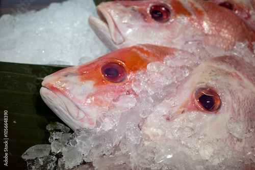 Fresh red Oreochromis niloticus, Nila fish on ice in the supermarket