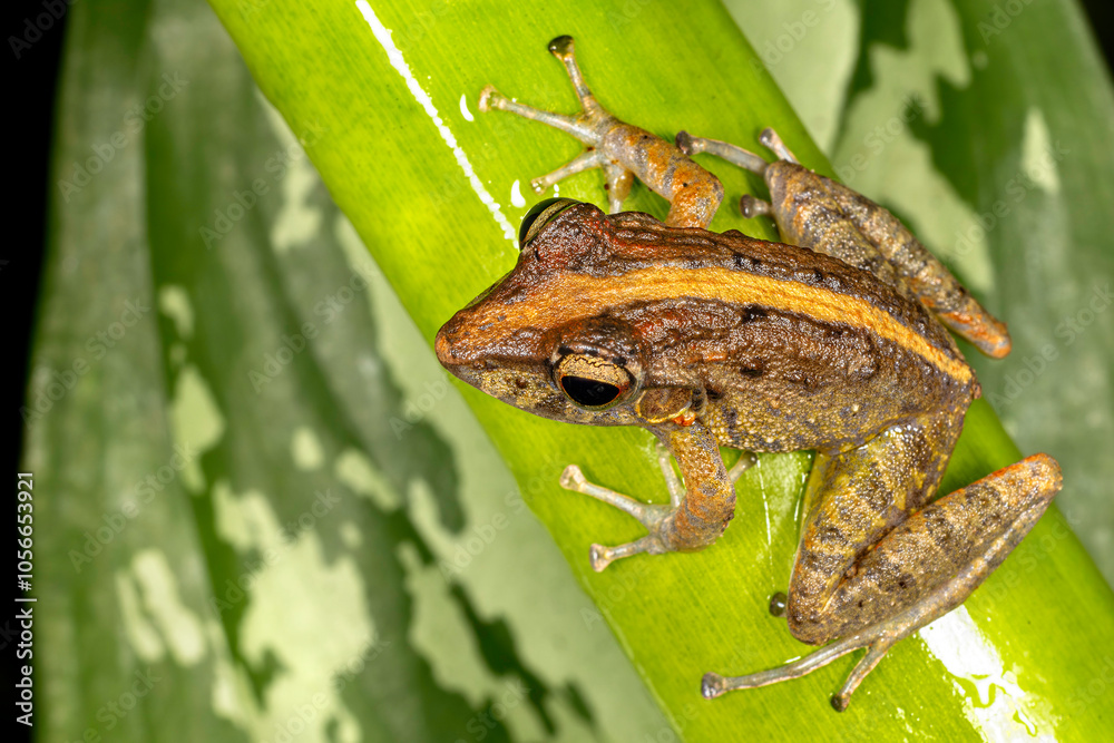 Fitzinger's robber frog (Craugastor fitzingeri, family Craugastoridae), Costa Rica, Sarapiqui region. Selective focus on frog's eyes