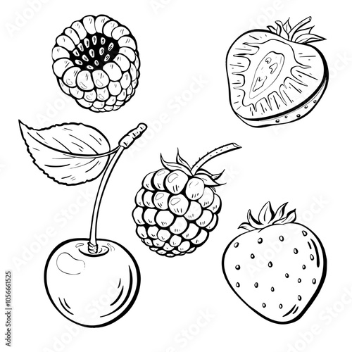 Fresh Berries and Delightful Cherry. strawberries, raspberries, blackberries. Vector sketch illustration. 