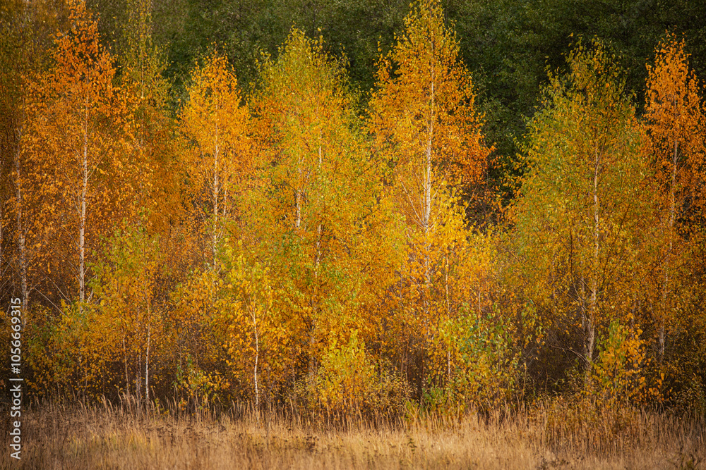 Autumn landscape. Golden birches against the background of green pines.
Autumn landscape. Golden birches against the background of green pines.