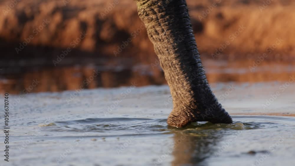 Slow motion an elephant trunk drinking water close-up. Slow motion an elephant trunk drinking water close-up.