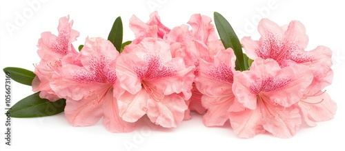 Beautiful Pink Azalea Flowers Blooming On White Background