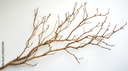 Dried brown branches placed against a white backdrop